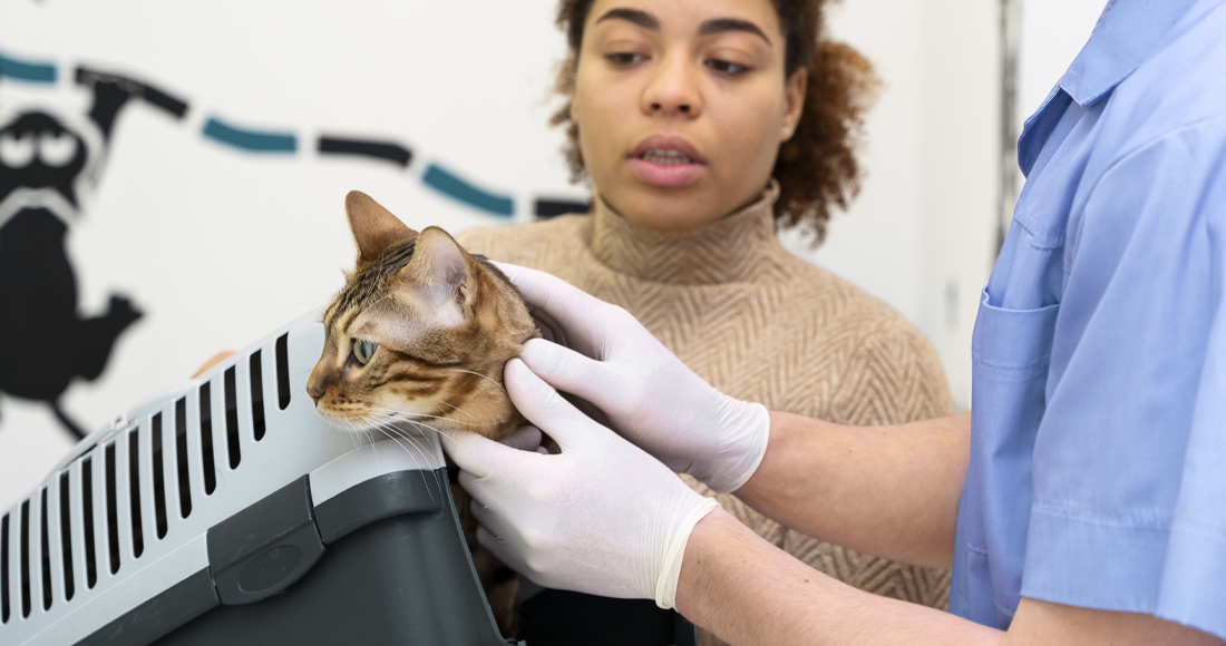 A closer look at Felv Treatment And Prevention In Multi Cat Households