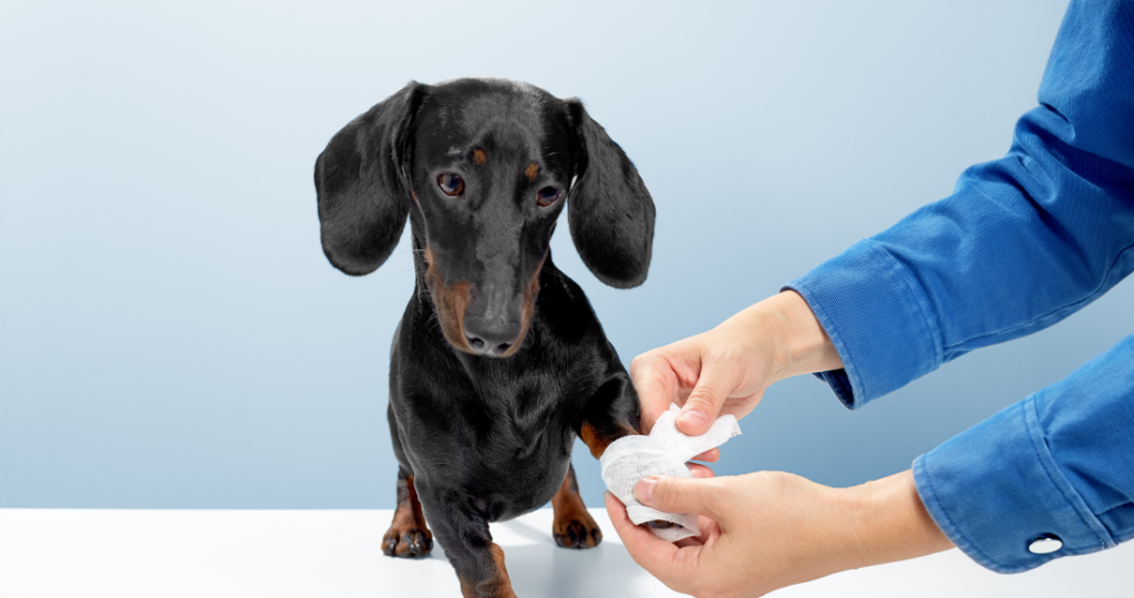 Pre & Post-Surgical Care for Pets in Fairfield, TX