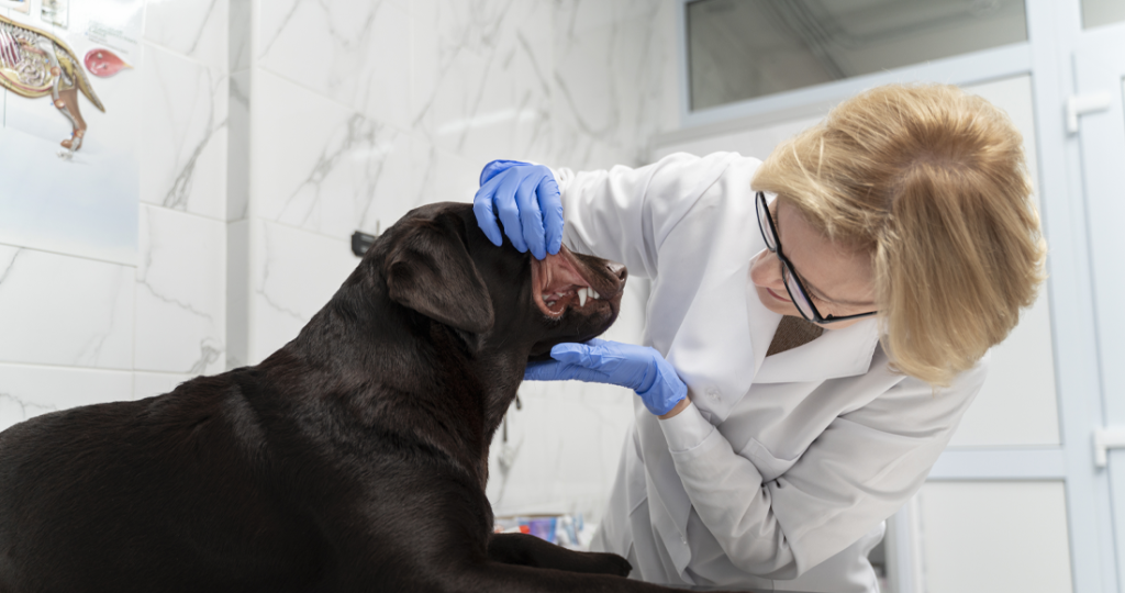 Advanced Dentistry & Oral Surgery for Pets in Fairfield, TX