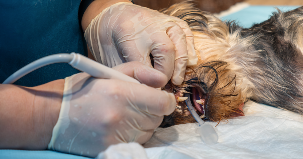Anesthesia & Pain Management for Pets in Fairfield, TX