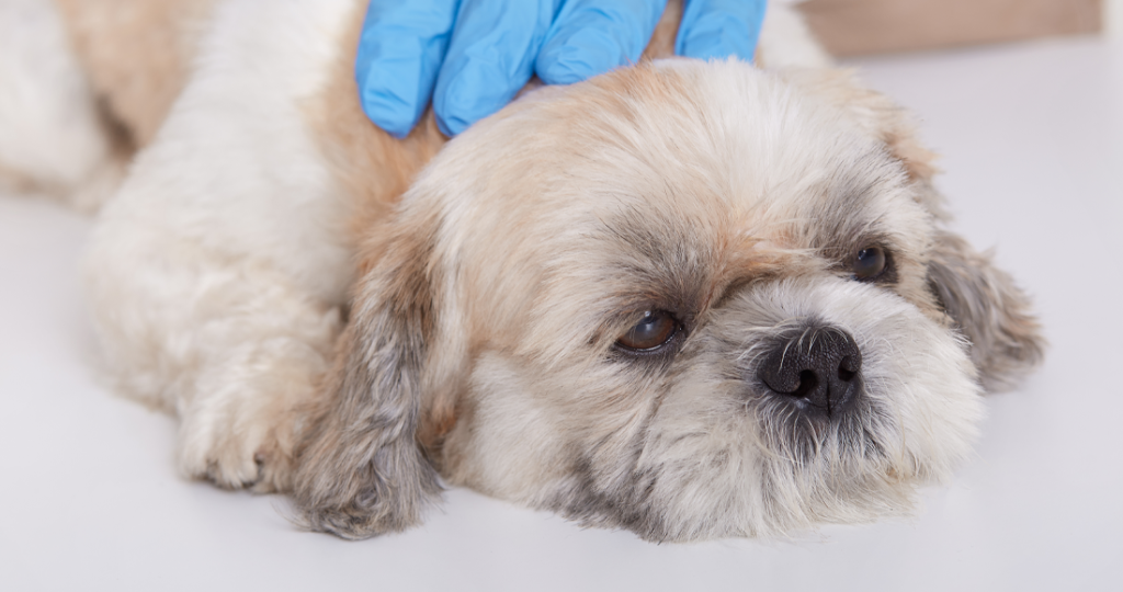 Senior Pet Care Services in Fairfield, TX