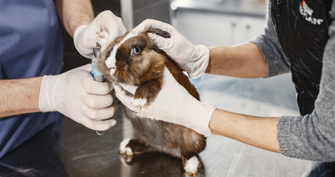 Baby Rabbit Vet Rabbit Vet Fairfield TX | Expert Bunny Healthcare Services