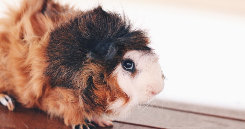 Guinea Pig & Small Mammal Care in Fairfield, TX
