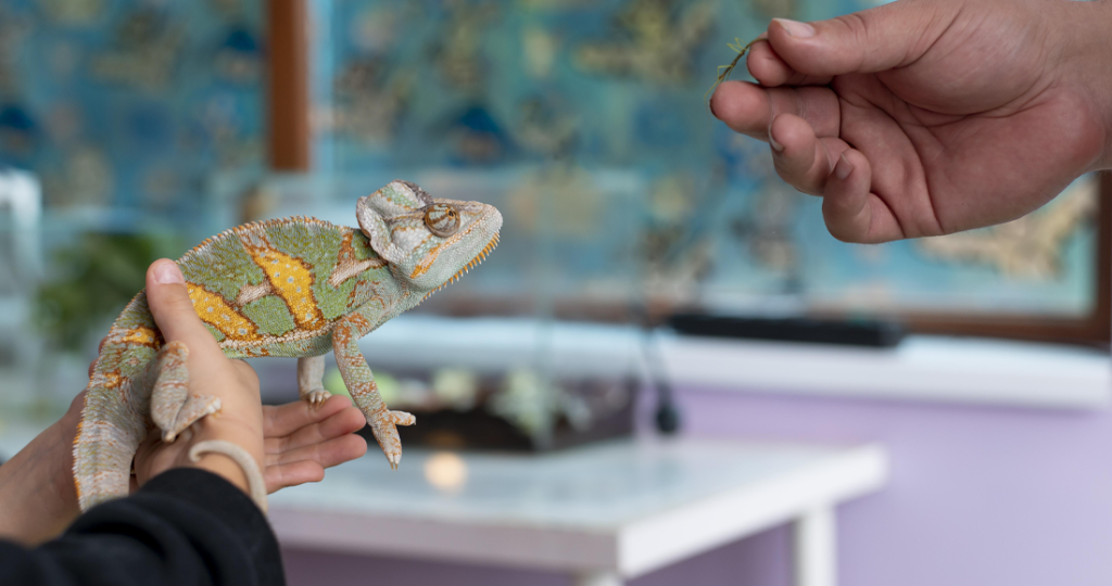 Reptile & Amphibian Veterinary Care in Fairfield, TX