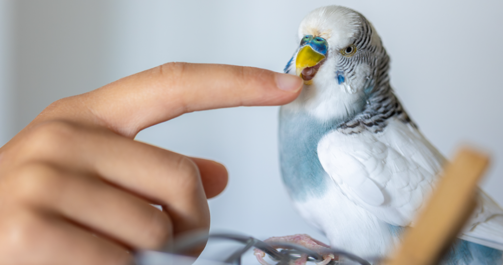 Avian Medicine & Bird Veterinary Care in Fairfield, TX