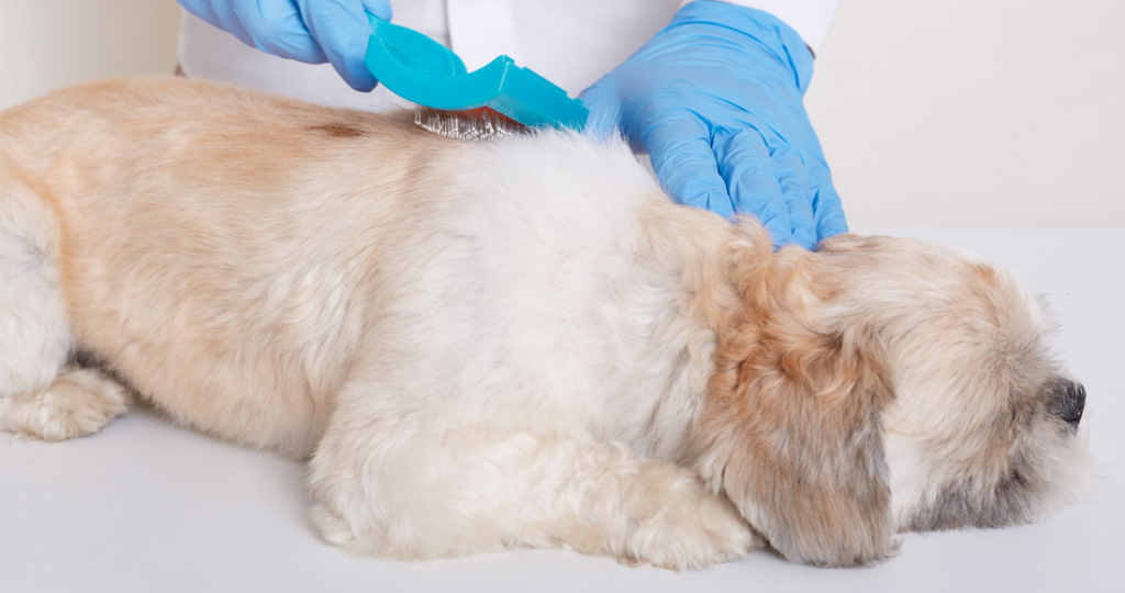 Photo inspiration: Picture Idea: Pet Skin Conditions Fairfield Tx