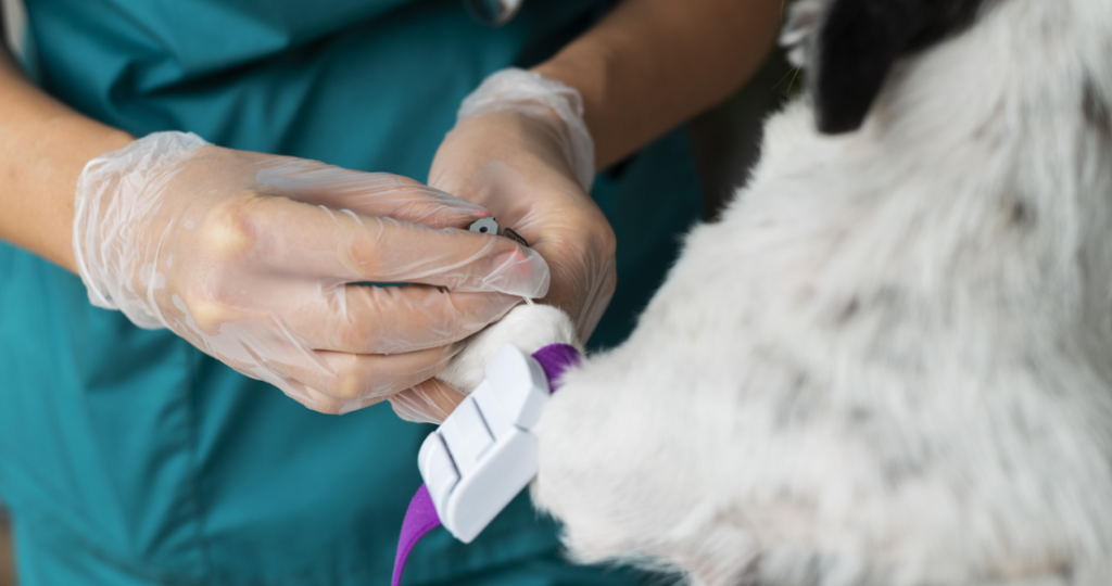Chronic Disease Management for Pets in Fairfield, TX