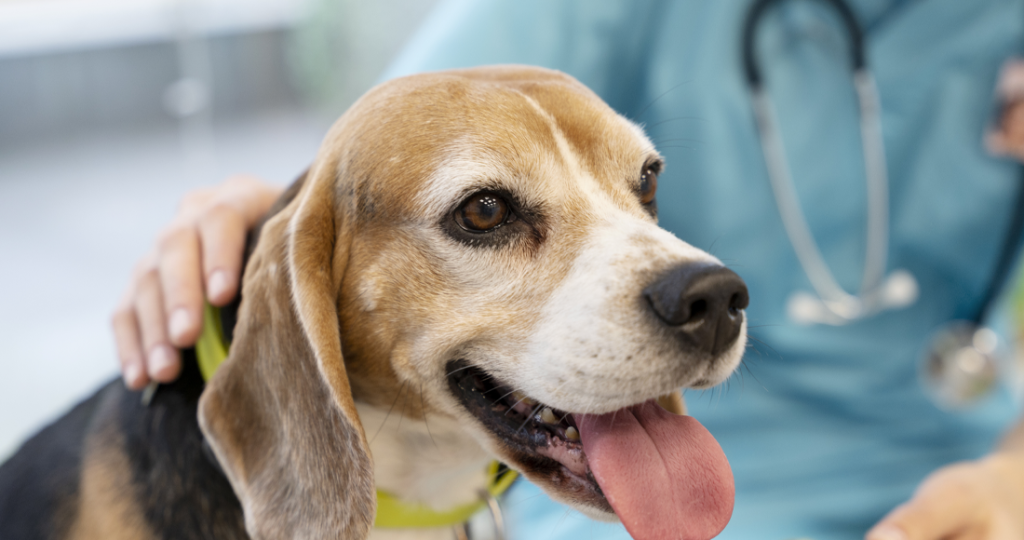Pet Boarding Services in Fairfield, TX
