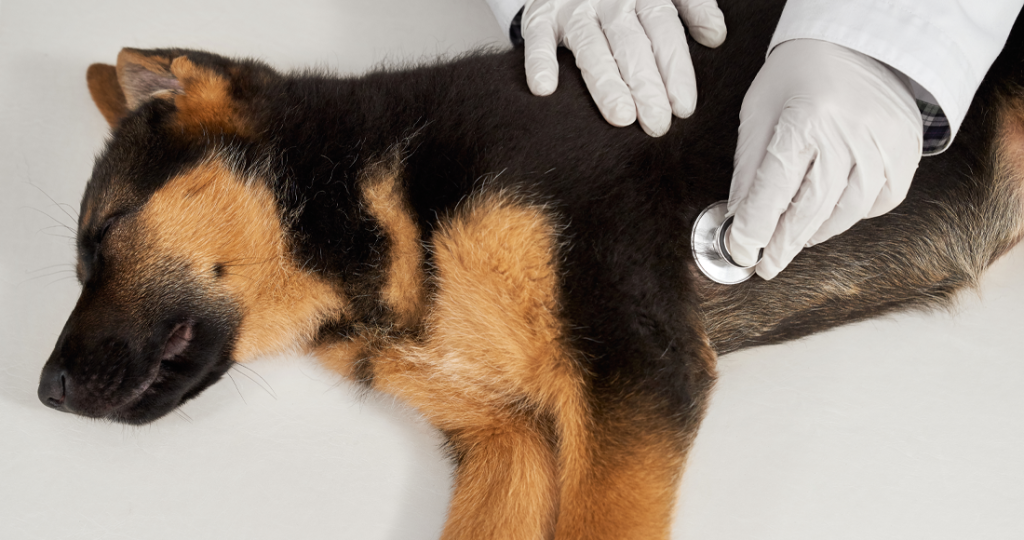 Pet Anxiety & Stress Management in Fairfield, TX