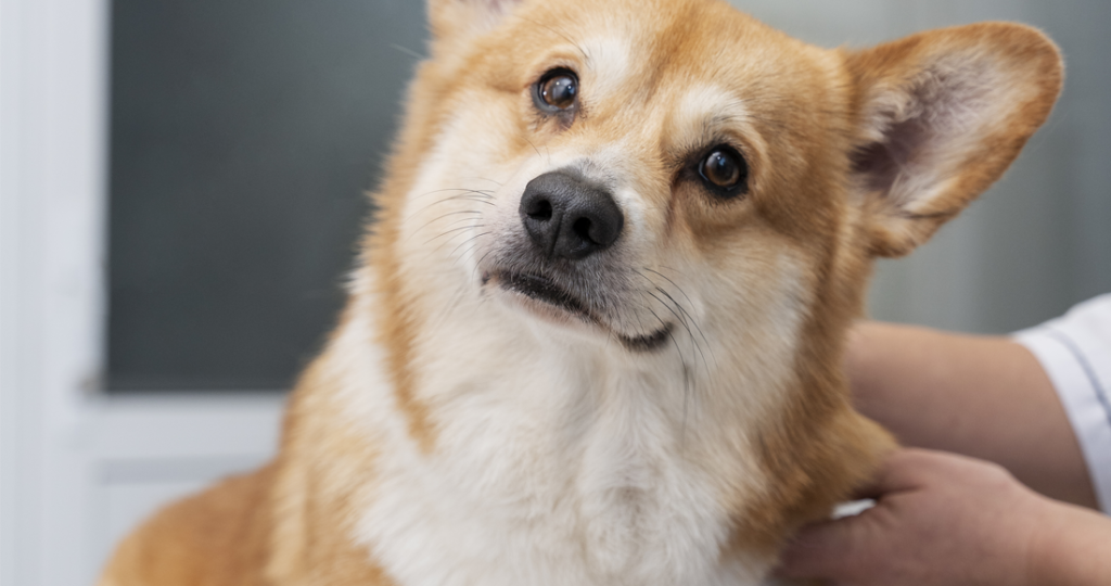 Anal Gland Expression Services for Pets in Fairfield, TX