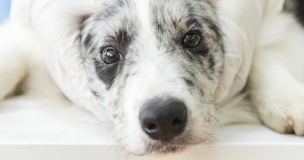 Intestinal Parasites in Pets: Roundworms, Hookworms & Tapeworms in Fairfield, TX