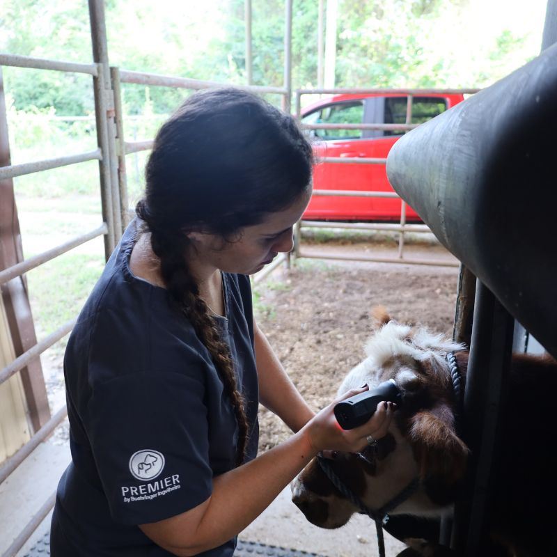 Large Animal Care