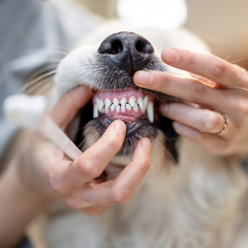 Pet Dentistry